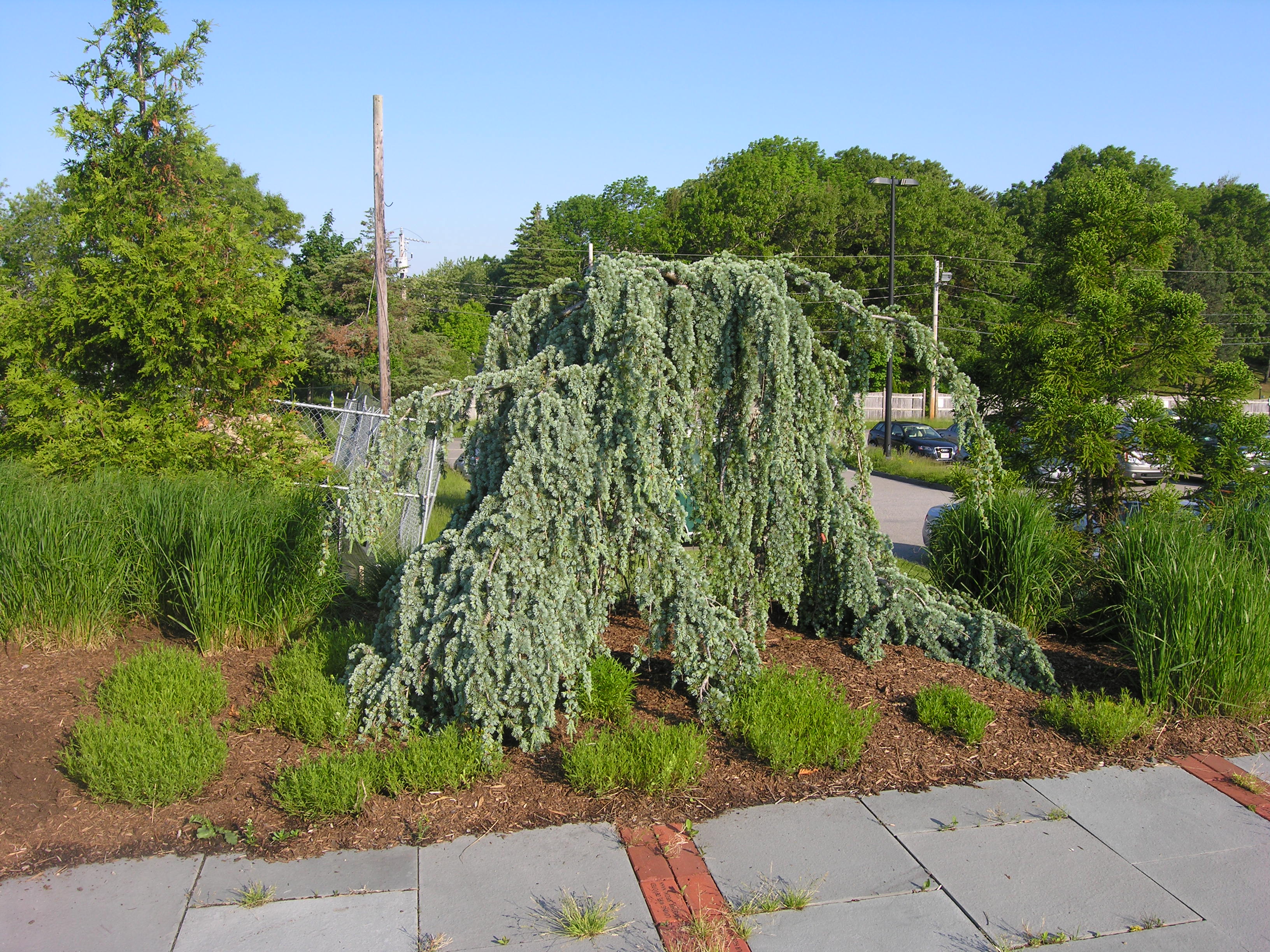 Weeping Blue Atlas Cedar Katsura Gardens